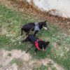 Images de profil de sandrine - Blooming Pets - Petsitting et garde d'animaux à domicile