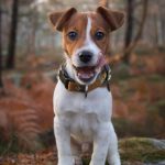 Sully Sully Mon Chien Jack Russell Terrier MĂąle - Garde d'animaux Ă domicile