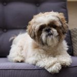 NeĂŻko NeĂŻko Mon Chien Shih Tzu MĂąle - Garde d'animaux Ă domicile