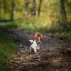 Images de profil de Mandy - Blooming Pets - Petsitting et garde d'animaux à domicile