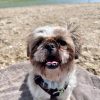 Images de profil de Mandy - Blooming Pets - Petsitting et garde d'animaux à domicile