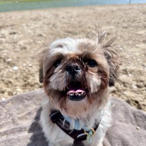 Images de profil de Mandy - Blooming Pets - Petsitting et garde d'animaux à domicile
