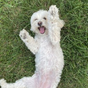 Images de profil de shawna - Blooming Pets - Petsitting et garde d'animaux Ă domicile