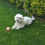 Image de profil de shawna - Blooming Pets - Petsitting et garde d'animaux à domicile
