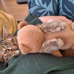 Abbie Mon Chat  Européen Femelle - Garde d'animaux à domicile