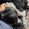 Images de profil de Silohé - Blooming Pets - Petsitting et garde d'animaux à domicile