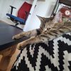 Images de profil de Silohé - Blooming Pets - Petsitting et garde d'animaux à domicile