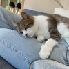 Images de profil de Solène - Blooming Pets - Petsitting et garde d'animaux à domicile
