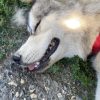 Images de profil de Solène - Blooming Pets - Petsitting et garde d'animaux à domicile