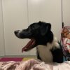 Images de profil de Solène - Blooming Pets - Petsitting et garde d'animaux à domicile