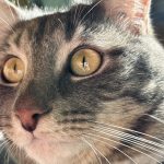 Anis Mon Chat  Européen Mâle - Garde d'animaux à domicile