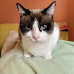 Tim Mon Chat  Siamois Mâle - Garde d'animaux à domicile