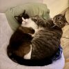 Images de profil de Solenne - Blooming Pets - Petsitting et garde d'animaux à domicile