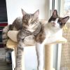 Images de profil de Solenne - Blooming Pets - Petsitting et garde d'animaux à domicile