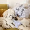 Images de profil de Solenne - Blooming Pets - Petsitting et garde d'animaux à domicile