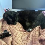 Wayne Mon Chat  Européen Mâle stérilisé - Garde d'animaux à domicile