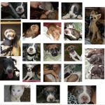 Image de profil de Solene - Blooming Pets - Petsitting et garde d'animaux à domicile