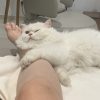 Images de profil de Hortense - Blooming Pets - Petsitting et garde d'animaux à domicile