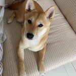 Uxy Mon Chien  Shiba Inu Femelle stérilisée - Garde d'animaux à domicile