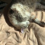 Jasmine Mon Chat  Croisé Femelle stérilisée - Garde d'animaux à domicile