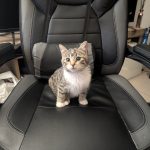 Mufachat Mon Chat  British Shorthair Femelle - Garde d'animaux à domicile