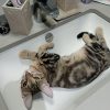 Images de profil de Noémie - Blooming Pets - Petsitting et garde d'animaux à domicile