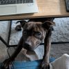 Images de profil de Noémie - Blooming Pets - Petsitting et garde d'animaux à domicile
