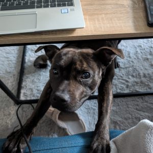 Images de profil de Noémie - Blooming Pets - Petsitting et garde d'animaux à domicile