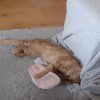 Images de profil de Noémie - Blooming Pets - Petsitting et garde d'animaux à domicile
