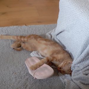 Images de profil de Noémie - Blooming Pets - Petsitting et garde d'animaux à domicile