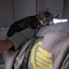 Images de profil de Noémie - Blooming Pets - Petsitting et garde d'animaux à domicile
