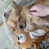 Images de profil de Noémie - Blooming Pets - Petsitting et garde d'animaux à domicile