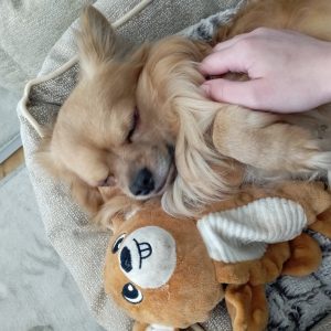 Images de profil de Noémie - Blooming Pets - Petsitting et garde d'animaux à domicile