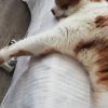 Images de profil de Noémie - Blooming Pets - Petsitting et garde d'animaux à domicile
