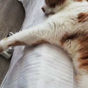 Images de profil de Noémie - Blooming Pets - Petsitting et garde d'animaux à domicile