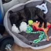 Images de profil de Noémie - Blooming Pets - Petsitting et garde d'animaux à domicile