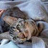 Images de profil de Noémie - Blooming Pets - Petsitting et garde d'animaux à domicile
