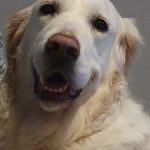 Jessie Mon Chien  Golden Retriever Femelle - Garde d'animaux à domicile
