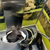 Images de profil de Charlie - Blooming Pets - Petsitting et garde d'animaux à domicile