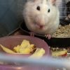 Images de profil de Charlie - Blooming Pets - Petsitting et garde d'animaux à domicile