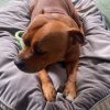 Images de profil de Charlie - Blooming Pets - Petsitting et garde d'animaux à domicile