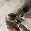 Images de profil de Charlie - Blooming Pets - Petsitting et garde d'animaux à domicile
