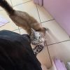 Images de profil de Charlie - Blooming Pets - Petsitting et garde d'animaux à domicile