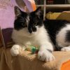 Images de profil de Charlie - Blooming Pets - Petsitting et garde d'animaux à domicile