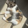 Images de profil de Charlie - Blooming Pets - Petsitting et garde d'animaux à domicile