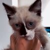 Images de profil de Charlie - Blooming Pets - Petsitting et garde d'animaux à domicile