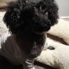 Images de profil de Charlie - Blooming Pets - Petsitting et garde d'animaux à domicile