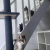 Images de profil de Charlie - Blooming Pets - Petsitting et garde d'animaux à domicile