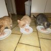 Images de profil de Charlie - Blooming Pets - Petsitting et garde d'animaux à domicile