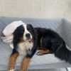 Images de profil de Charlie - Blooming Pets - Petsitting et garde d'animaux à domicile